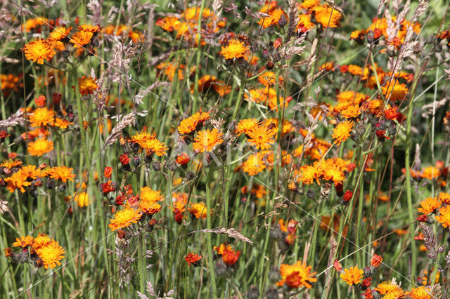 orange hawkweed (Hieracium aurantiacum)