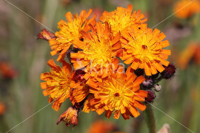 Oranje havikskruid (Hieracium aurantiacum)