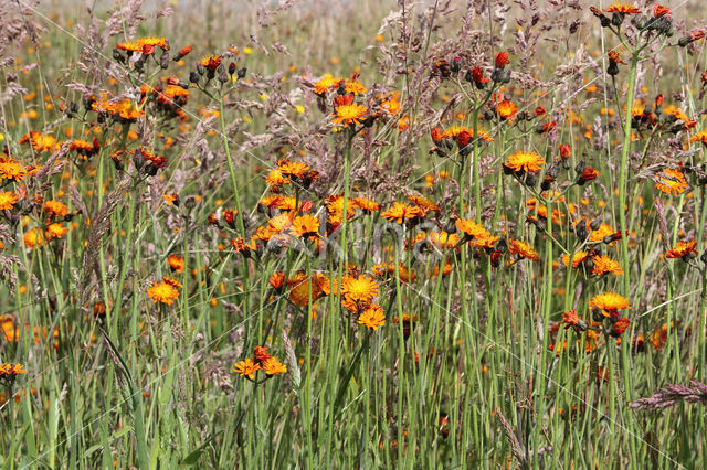 Oranje havikskruid (Hieracium aurantiacum)