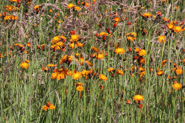 Oranje havikskruid (Hieracium aurantiacum)