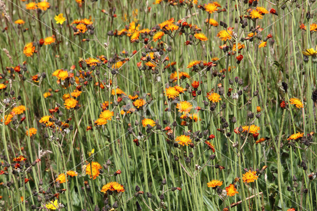 Oranje havikskruid (Hieracium aurantiacum)