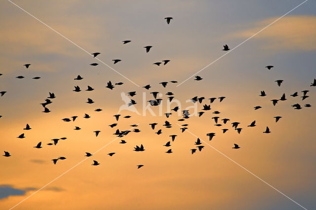 European Starling (Sturnus vulgaris)