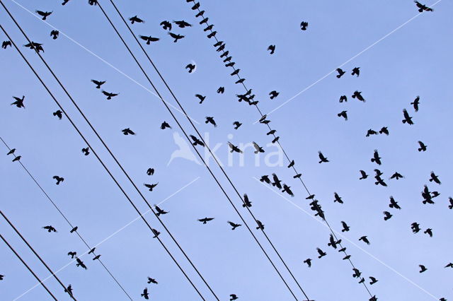 Carrion Crow (Corvus corone)