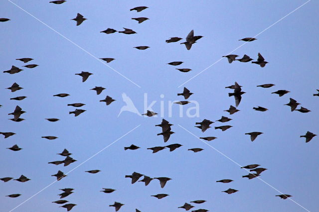 European Starling (Sturnus vulgaris)