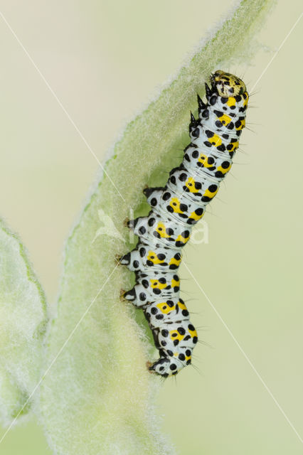 The Mullein (Shargacucullia verbasci)