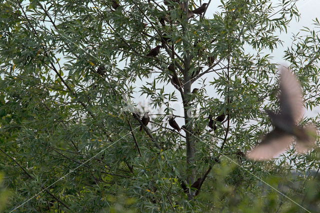 European Starling (Sturnus vulgaris)