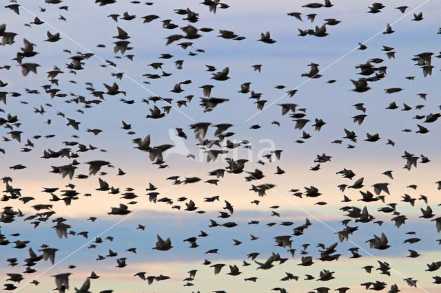 European Starling (Sturnus vulgaris)