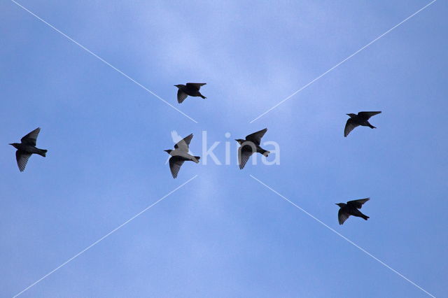 European Starling (Sturnus vulgaris)