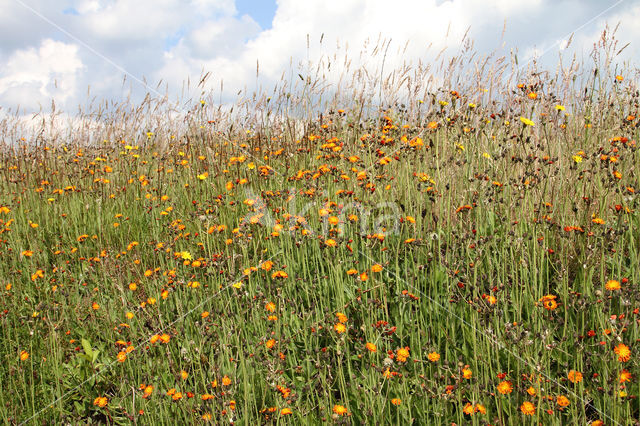 Oranje havikskruid (Hieracium aurantiacum)