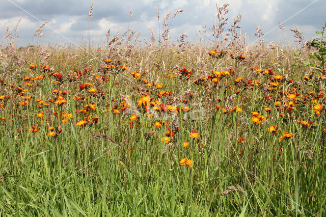 Oranje havikskruid (Hieracium aurantiacum)