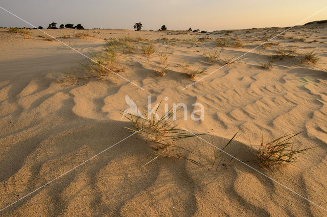 Grey Hair-grass (Corynephorus canescens)