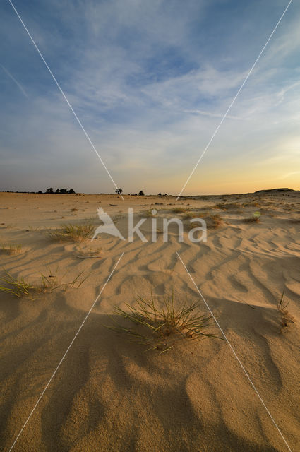 Grey Hair-grass (Corynephorus canescens)