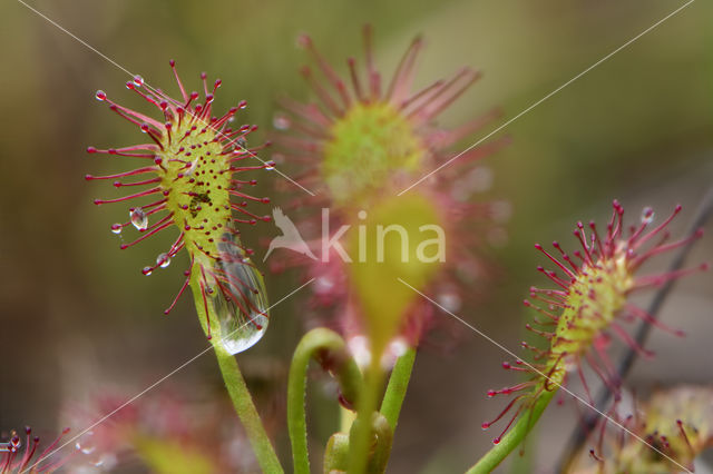 Oblong-leaved Sundew (Drosera intermedia)