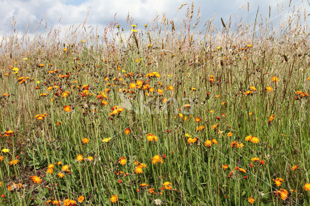 Oranje havikskruid (Hieracium aurantiacum)