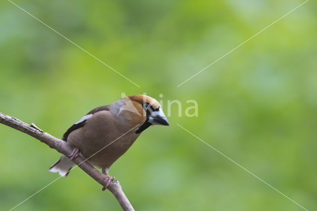 Hawfinch (Coccothraustes coccothraustes)