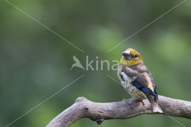 Hawfinch (Coccothraustes coccothraustes)