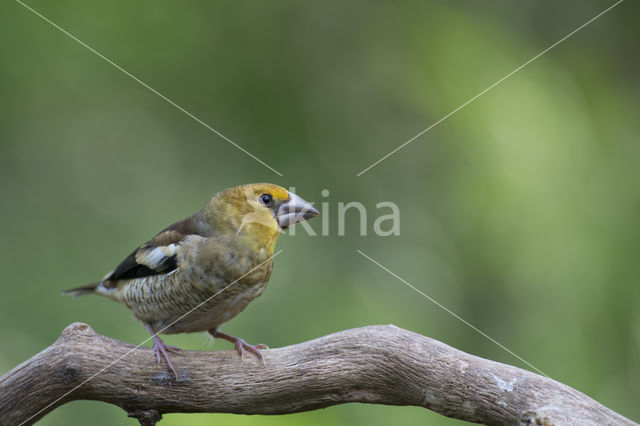 Hawfinch (Coccothraustes coccothraustes)