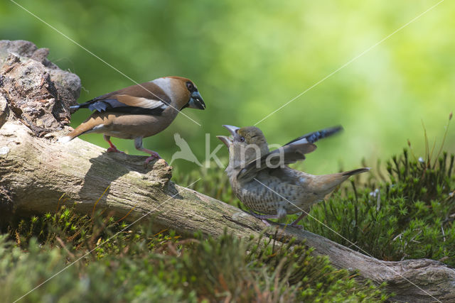 Appelvink (Coccothraustes coccothraustes)