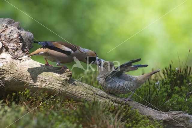 Appelvink (Coccothraustes coccothraustes)