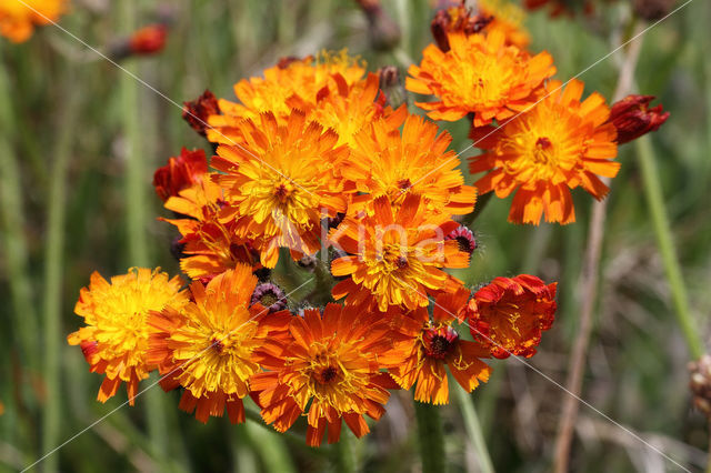 orange hawkweed (Hieracium aurantiacum)