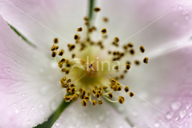 Dog-rose (Rosa canina)