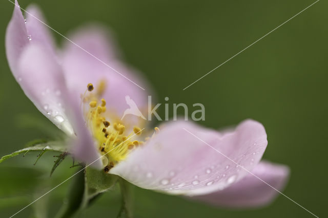 Dog-rose (Rosa canina)