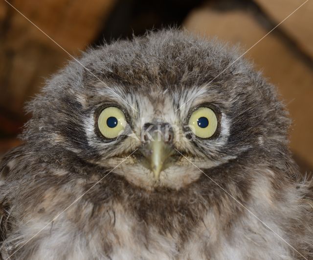 Little Owl (Athene noctua)