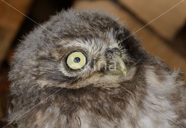 Little Owl (Athene noctua)