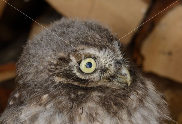 Little Owl (Athene noctua)