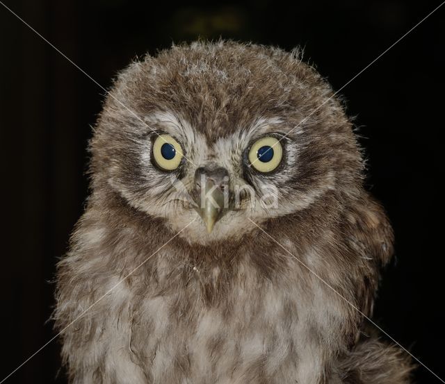 Little Owl (Athene noctua)