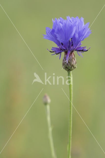 Cornflower (Centaurea cyanus)