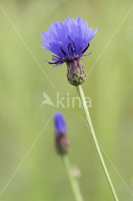 Korenbloem (Centaurea cyanus)