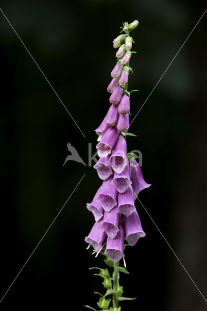 Vingerhoedskruid (Digitalis spec.)