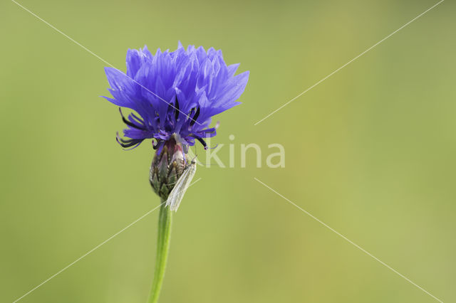 Cornflower (Centaurea cyanus)