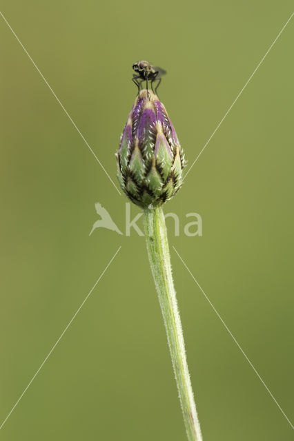 Cornflower (Centaurea cyanus)