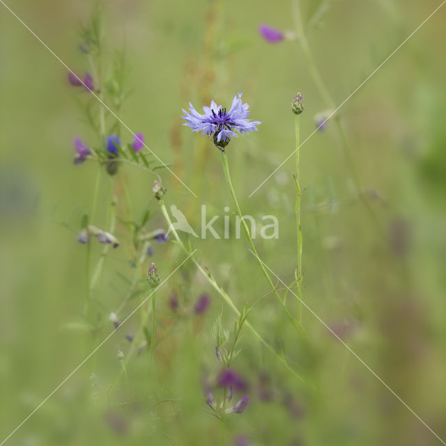 Cornflower (Centaurea cyanus)