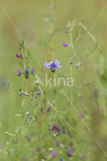 Korenbloem (Centaurea cyanus)