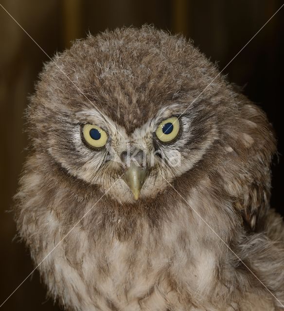 Little Owl (Athene noctua)