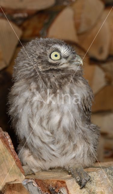 Little Owl (Athene noctua)