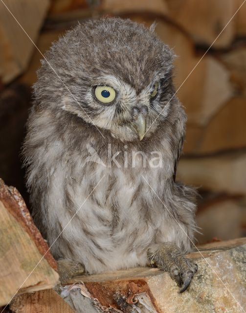 Steenuil (Athene noctua)