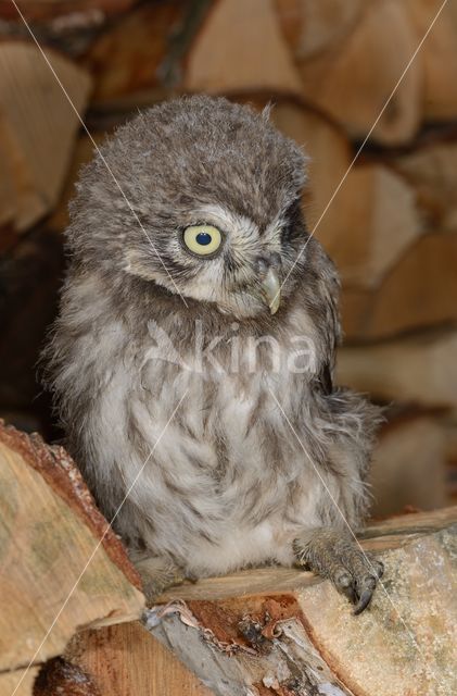 Little Owl (Athene noctua)