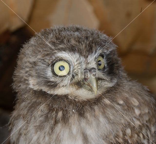 Little Owl (Athene noctua)