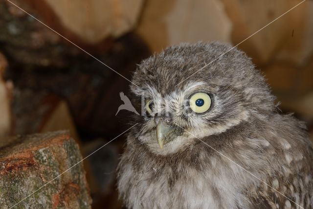 Little Owl (Athene noctua)