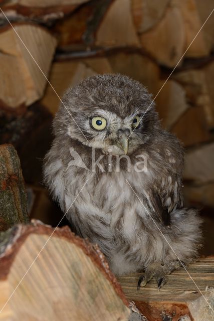 Little Owl (Athene noctua)