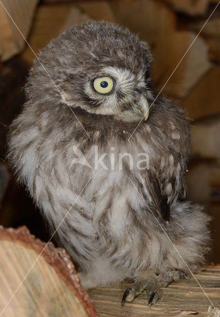 Little Owl (Athene noctua)