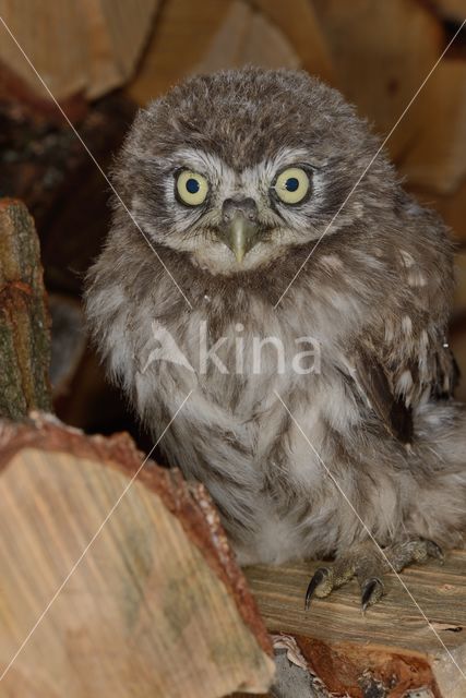 Little Owl (Athene noctua)