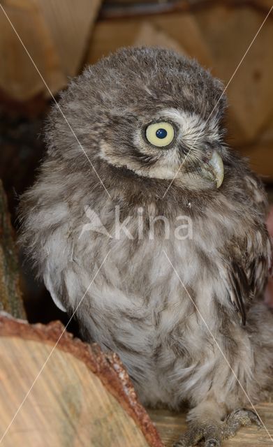 Little Owl (Athene noctua)