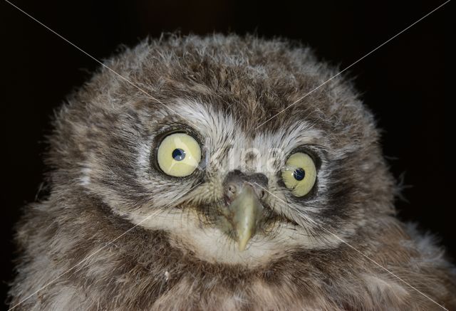 Little Owl (Athene noctua)