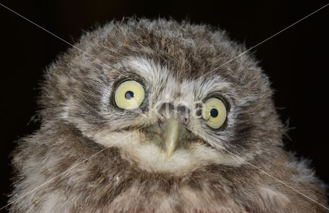 Little Owl (Athene noctua)