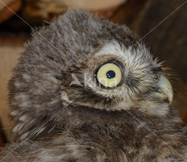 Little Owl (Athene noctua)